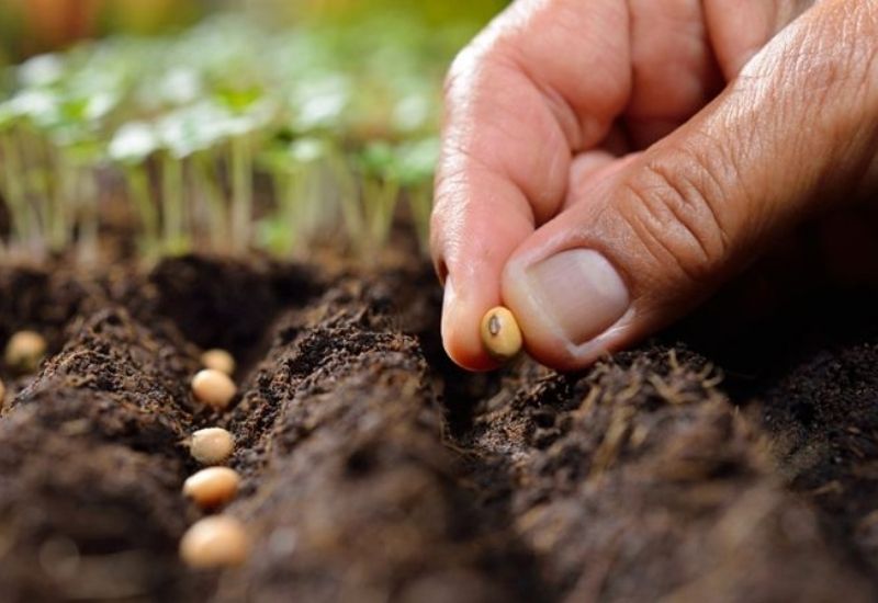 tại sao cần xử lý hạt giống trước khi gieo