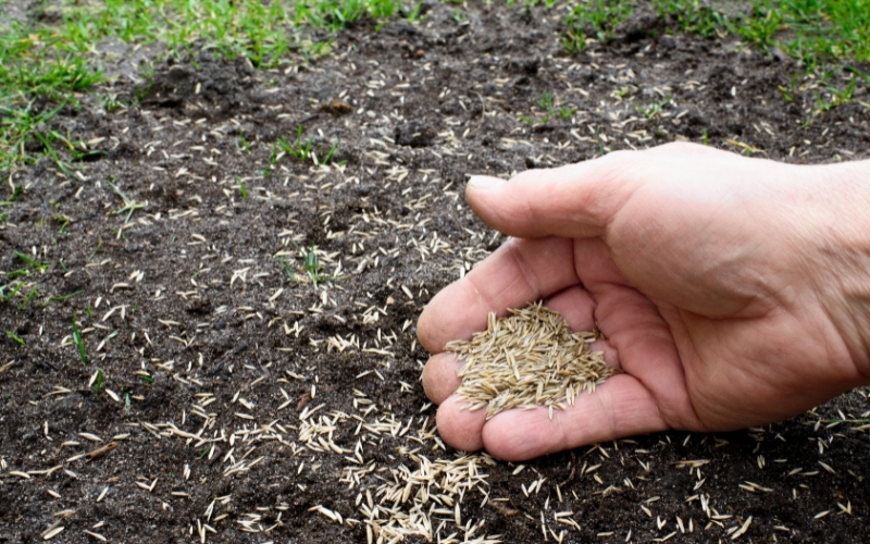 cách xử lý hạt giống trước khi gieo